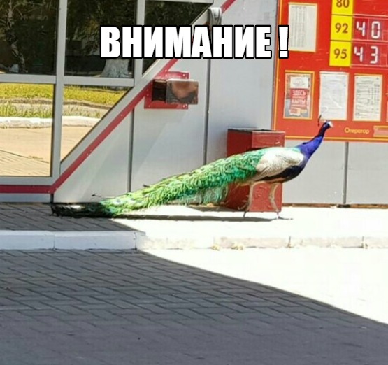 В Балаково разыскивают самку павлина