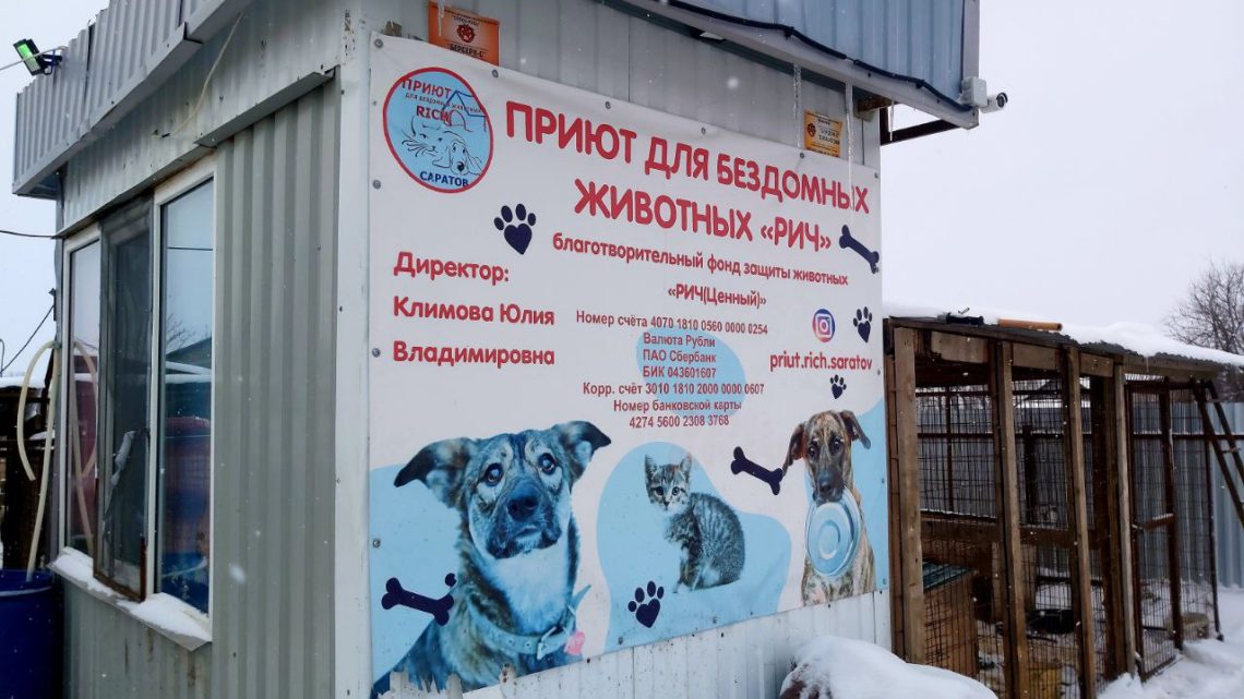 90 трупов животных в приюте «Рич». Возбуждены 3 дела об административных правонарушениях