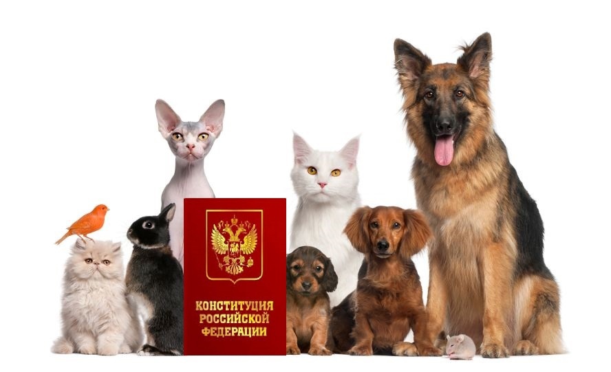 Балаковский депутат-коммунист Мамаев: «Губернатор решил, чтобы все прикормленные животные массово вымерли зимой голодными и холодными на улицах городов Саратовской области?»