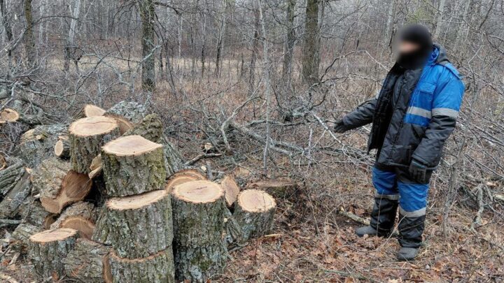 Три дуба обошлись балаковцам в 480 тысяч